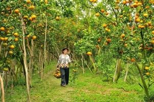 Loại trái cây đặc sản nổi tiếng nhất Việt Nam