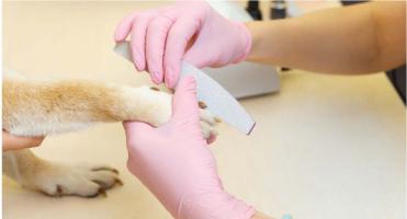 Máy mài móng cho chó mèo được tin dùng nhất