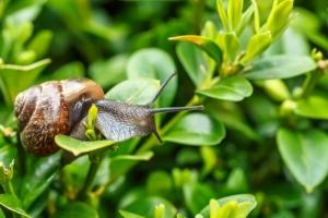 Mẹo nhỏ giúp loại trừ ốc sên ra khỏi vườn rau nhà bạn
