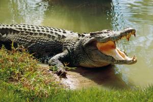 Thông tin thú vị nhất về cá sấu nước mặn