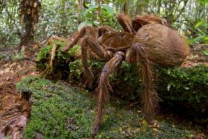 Loài nhện khổng lồ nhất thế giới