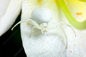 Loài động vật có thể ngụy trang một cách thần kỳ