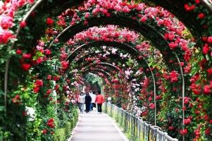 điều cần biết về lễ hội hoa hồng Bulgaria - Đảo hoa hồng lớn nhất Việt Nam