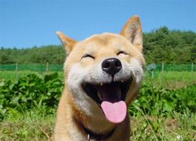 Nước xịt thơm miệng cho thú cưng tốt nhất