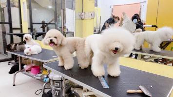 Dịch vụ cắt tỉa lông thú cưng uy tín nhất tại Quảng Ngãi