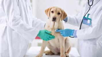 Phòng khám thú y uy tín nhất tỉnh Ninh Thuận