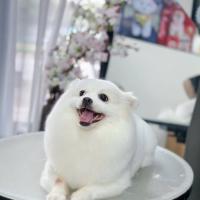 Dịch vụ chăm sóc thú cưng uy tín, chất lượng tại Đà Nẵng