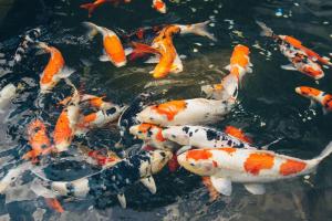 Quán cà phê cá Koi cực đẹp tại Nha Trang