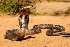 Loài rắn độc và nguy hiểm nhất ở Việt Nam
