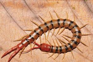 Động vật nhỏ nhưng nguy hiểm nhất tại Việt Nam