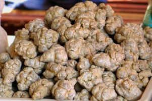 Địa chỉ mua bán củ tam thất chất lượng nhất tại TPHCM