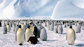 Sự thật thú vị nhất về loài chim cánh cụt
