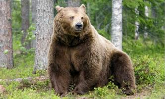 Sự thật thú vị nhất về loài gấu nâu