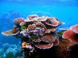Sự thật thú vị nhất về san hô
