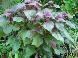 Tác dụng tuyệt vời của cây tía tô có thể bạn chưa biết