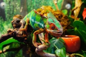 Loài động vật có khả năng thay đổi màu sắc ấn tượng nhất