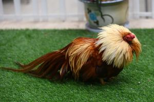 Thông tin hữu ích cần biết về loài gà tre