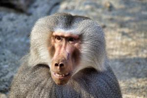 Thông tin hữu ích cần biết về loài khỉ đầu chó