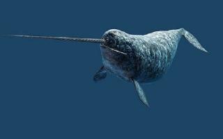 Thông tin hữu ích cần biết về loài kỳ lân biển