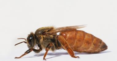 Thông tin hữu ích cần biết về ong chúa