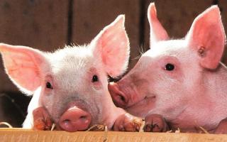 Thông tin quan trọng nhất về lợn nhà