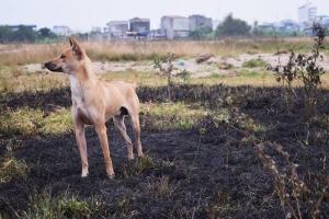 Thông tin về loài chó hiếm và đắt nhất trên thế giới mà Việt Nam đang sở hữu