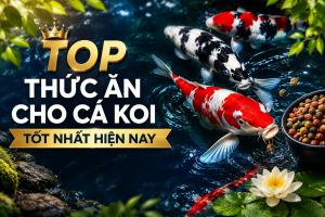 Thức ăn cho cá koi tốt nhất hiện nay
