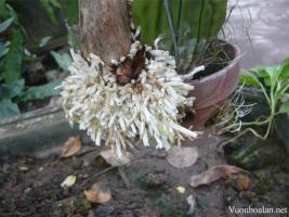 Thuốc kích rễ cây phổ biến và được tin dùng nhất hiện nay