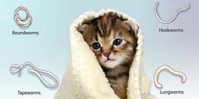 Thuốc tẩy giun cho mèo hiệu quả và an toàn nhất hiện nay