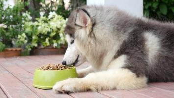 Thương hiệu thức ăn khô cho chó được ưa chuộng nhất hiện nay