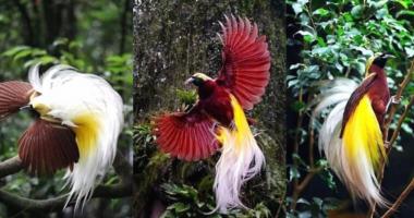 Thương hiệu thuốc chim cảnh được tin dùng nhất Việt Nam