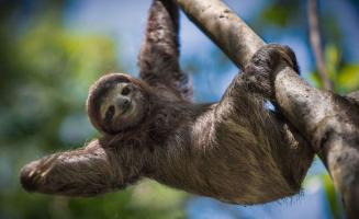 Thông tin thú vị nhất về loài lười