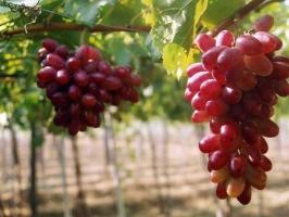 Đặc sản Ninh Thuận