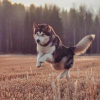 Trung tâm huấn luyện chó uy tín và chuyên nghiệp nhất Việt Nam