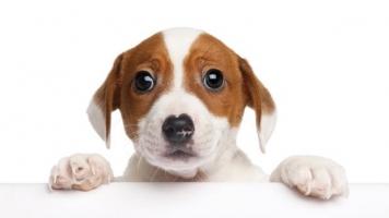 Video chó mèo hát sinh nhật bá đạo không chịu được