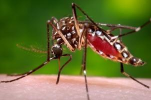 Biện pháp phòng, tránh muỗi truyền bệnh