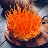 Viên đông trùng hạ thảo chất lượng nhất trên thị trường hiện nay