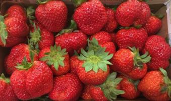 Vườn dâu tây được yêu thích nhất Đà Lạt