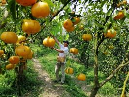 Địa điểm tham quan quýt hồng Lai Vung đẹp nhất