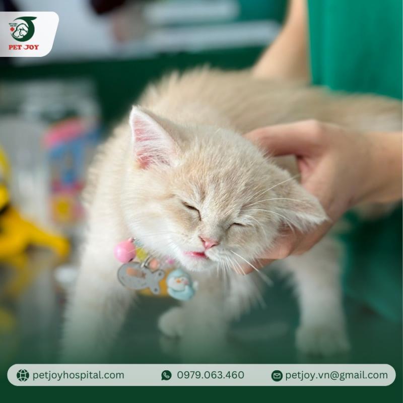 Phòng Khám Thú Y Pet Joy