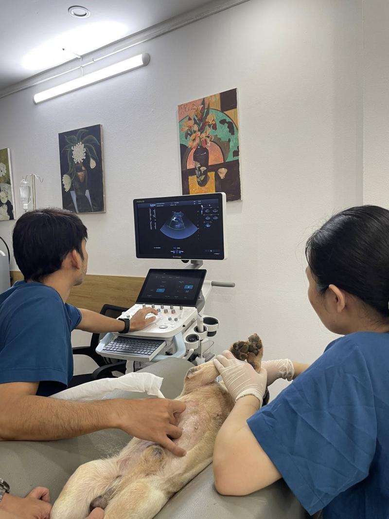 Bệnh viện Thú y Pet One Cầu Giấy