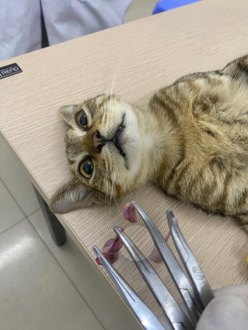 Bệnh viện thú y Vethouse