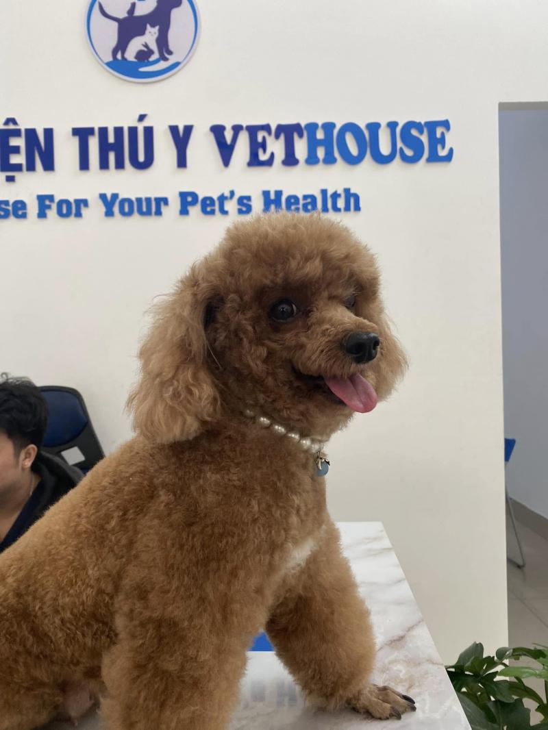 Bệnh viện thú y Vethouse