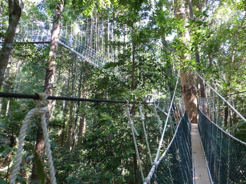 Cầu đi bộ ở Vườn quốc gia Taman Negara của Malaysia