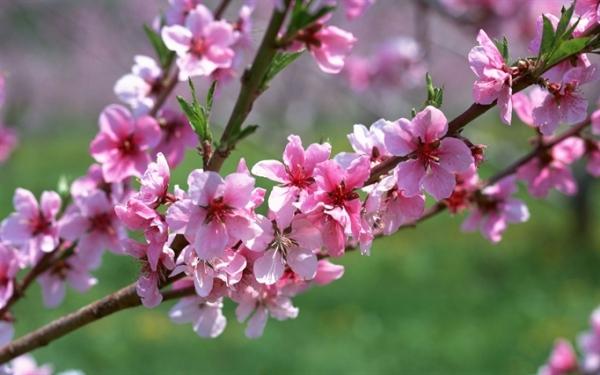 Hoa đào - loài hoa đặc trưng của mùa xuân miền Bắc