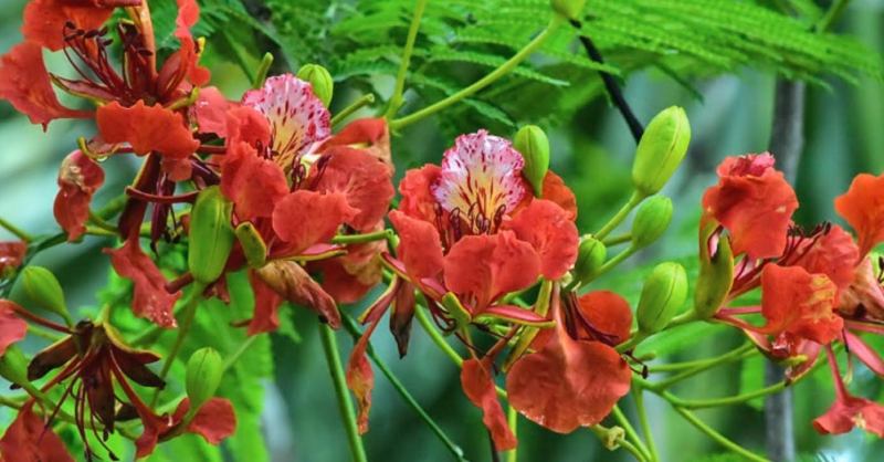 giáo án thơ Mùa hạ tuyệt vời - số 1