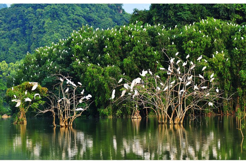 Khu du lịch sinh thái vườn chim thung Nham