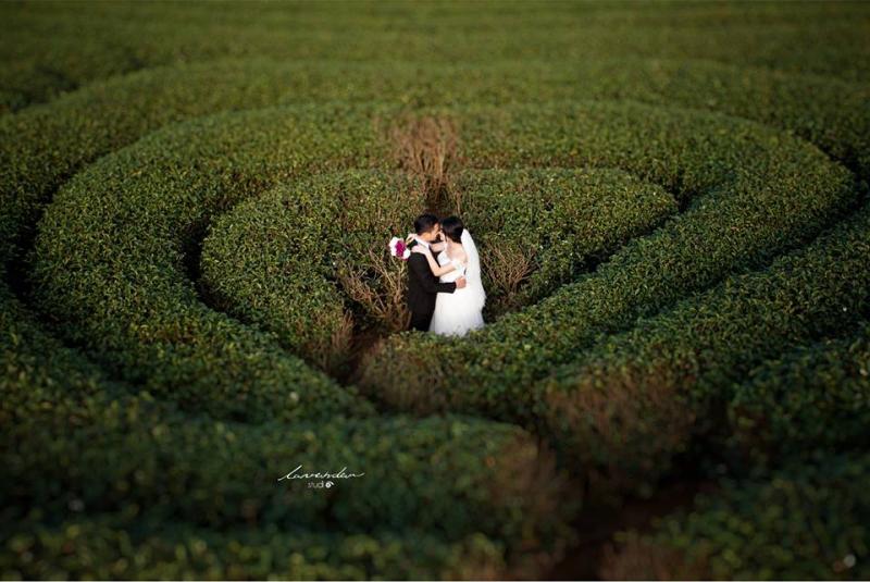 Chụp ảnh cưới ở đồi chè trái tim Mộc Châu​