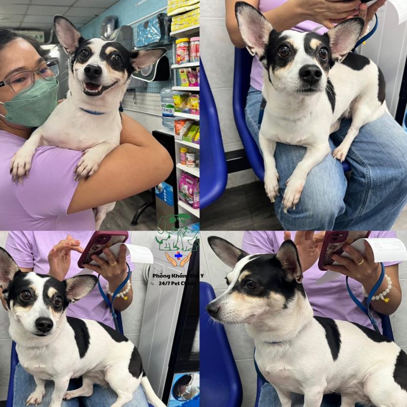 Phòng khám thú y - 24/7 Pet Clinic