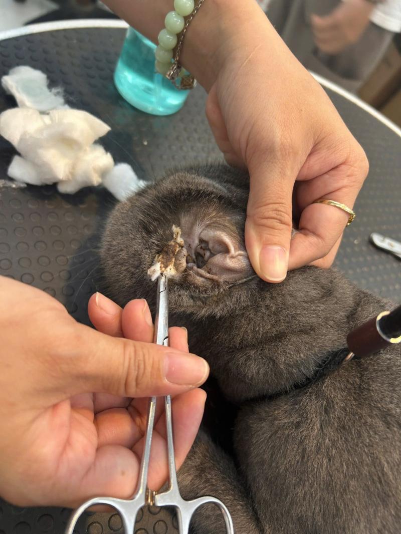 Thú y Petland-Petland veterinary